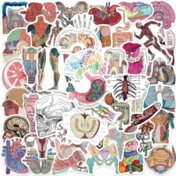 Bolsita de Stickers con 50 Piezas con Diseños de Anatomía Y Fisiología De La Estructura Corporal