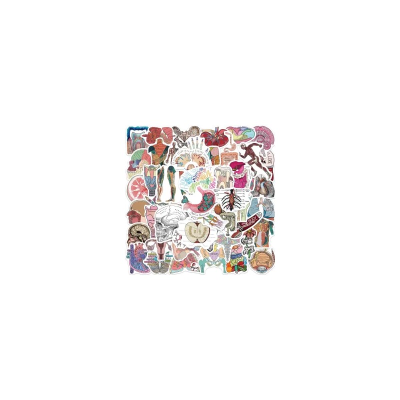 Bolsita de Stickers con 50 Piezas con Diseños de Anatomía Y Fisiología De La Estructura Corporal